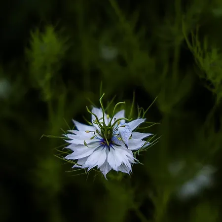 Apartamento Helle 4 Zkb Mit Balkon In Wittlich