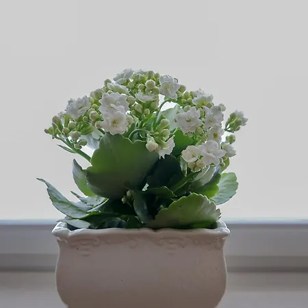 Helle 4 Zkb Mit Balkon In *